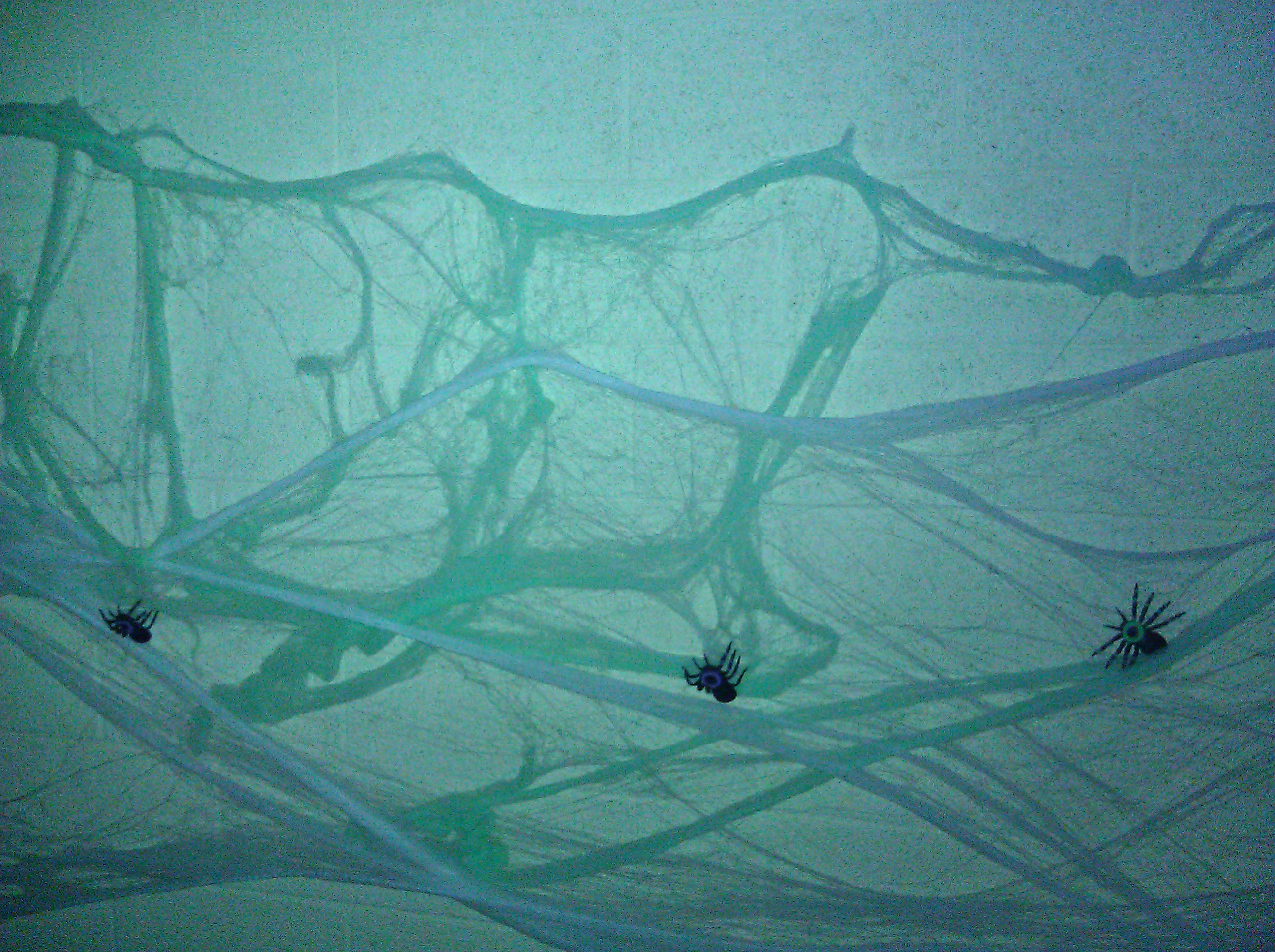 Spiderwebs and spiders