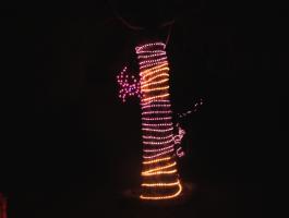 Rope Lights and spider on tree