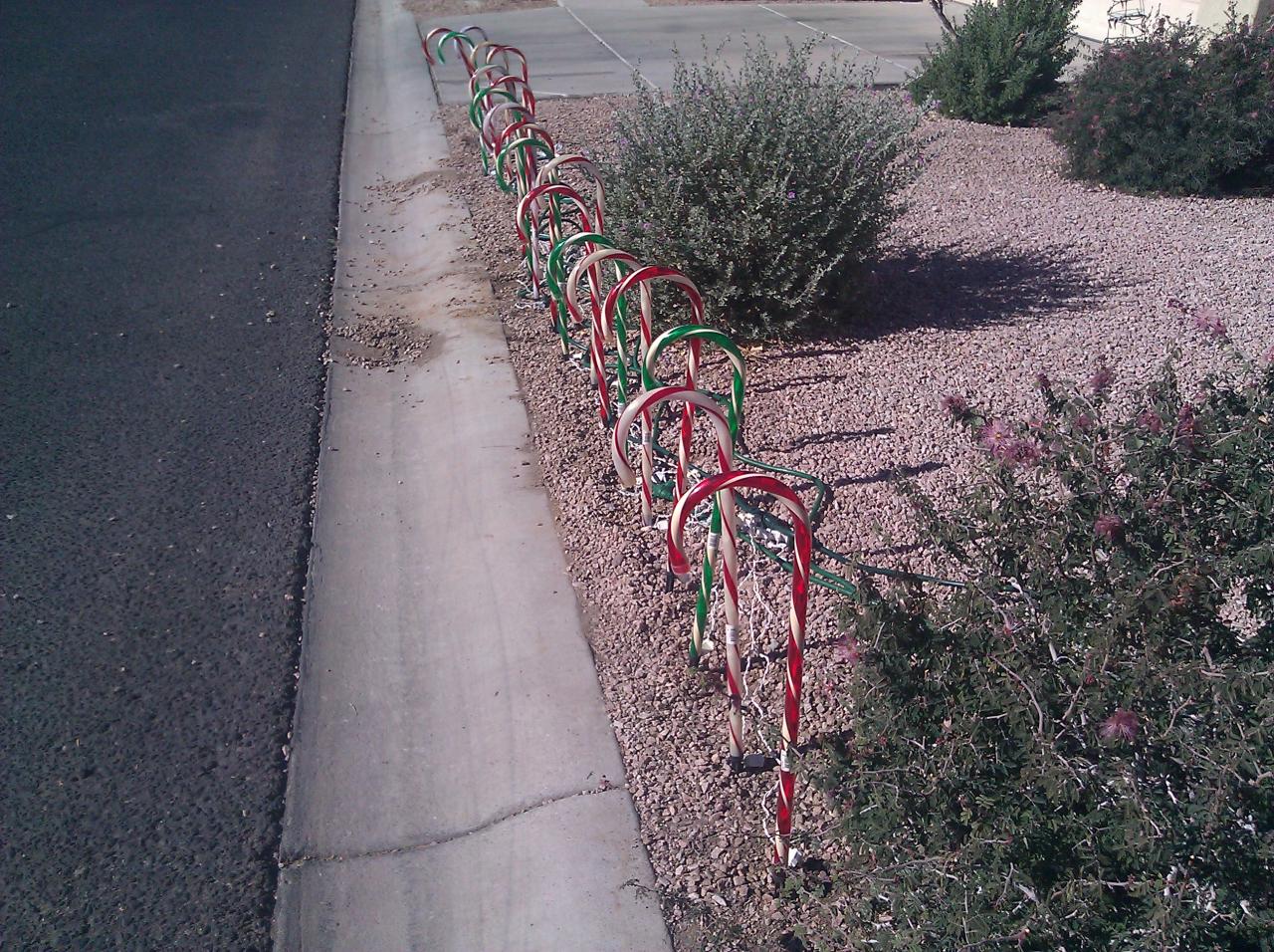 Daytime Candy Canes