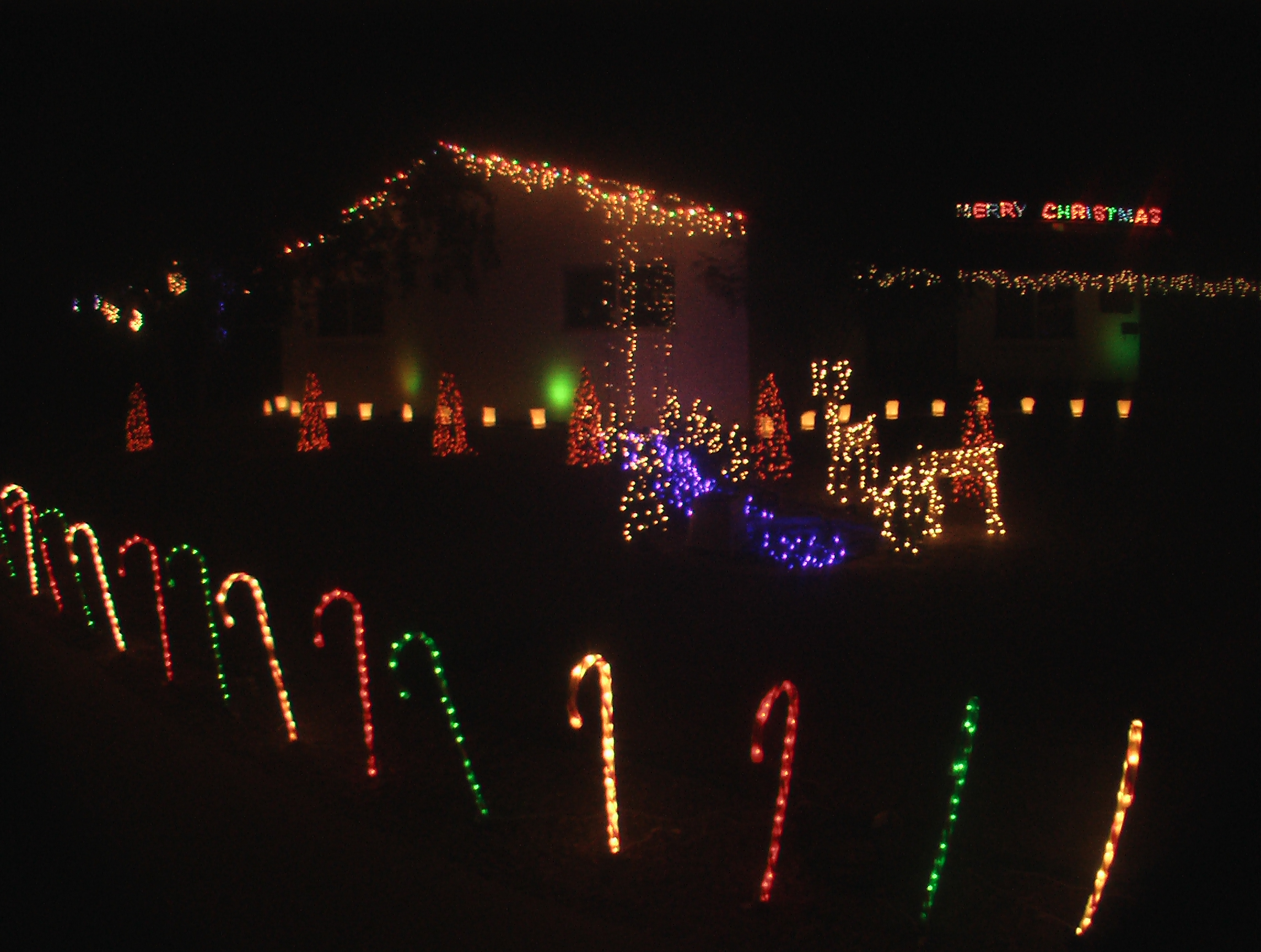 Close-up MiinTrees, Pond, Candy Canes